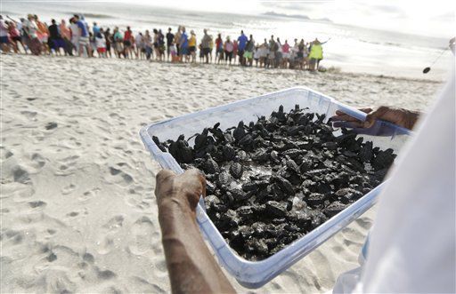 Baby olive ridley sea turtles
